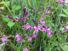 On edge of the forest, in damp areas, one of my favourite flowering plants -Ragged robin