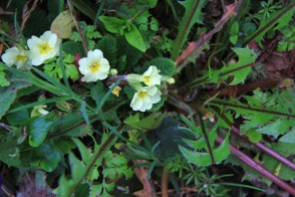 Late primroses with the detox dandelion leaves